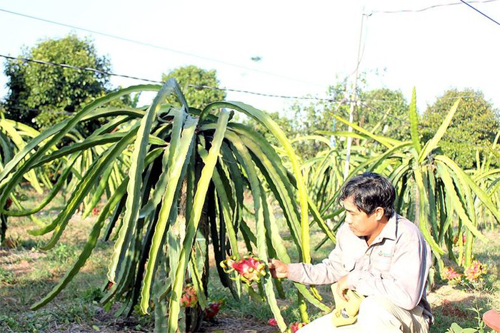 Nông dân tại xã Bảo Hòa, H.Xuân Lộc chuyển đổi trồng thanh long ruột đỏ cho thu nhập cao